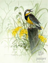 Meadow Lark (reproduction from original watercolor by Paul J Sweany)