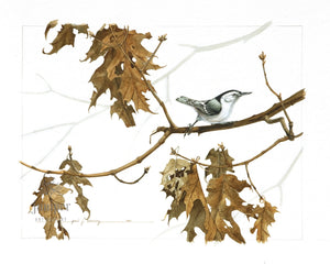 Nuthatch  on Oak, giclee reproduction from original watercolor by Paul J Sweany