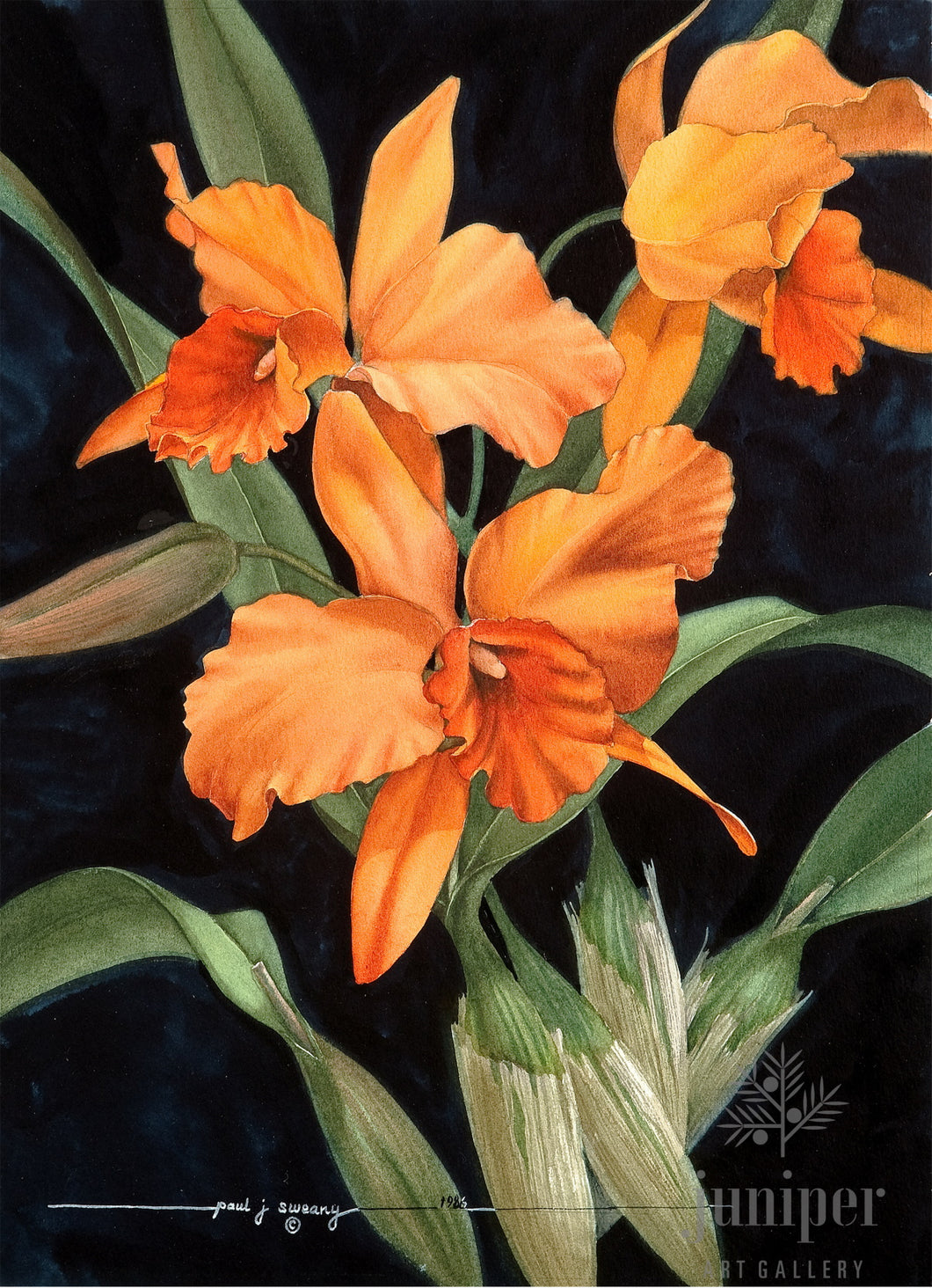 Orange Cattleyas, reproduction from original watercolor by Paul J Sweany