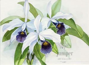 Purple and White Cattleyas, reproduction from original watercolor by Paul J Sweany