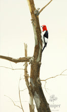 Red Headed Woodpecker (reproduction from original watercolor by Paul J Sweany)