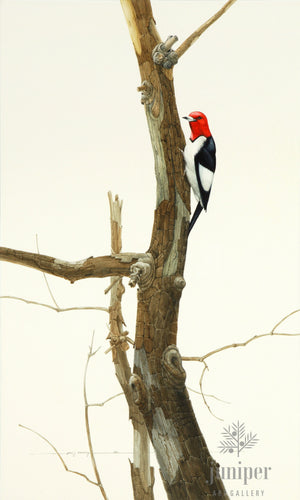 Red Headed Woodpecker, reproduction from original watercolor by Paul J Sweany