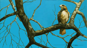 Red-Tailed Hawk, Winter's Day (reproduction from original watercolor by Paul J Sweany)