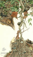 Root Image (reproduction from original watercolor by Paul J Sweany)