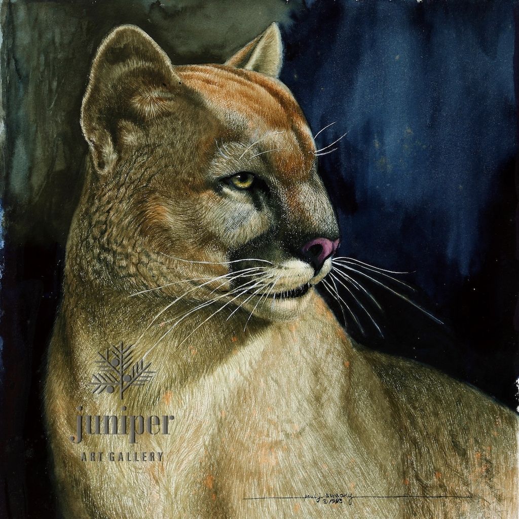 Savannah's Cougar, reproduction from an original watercolor by Paul J Sweany