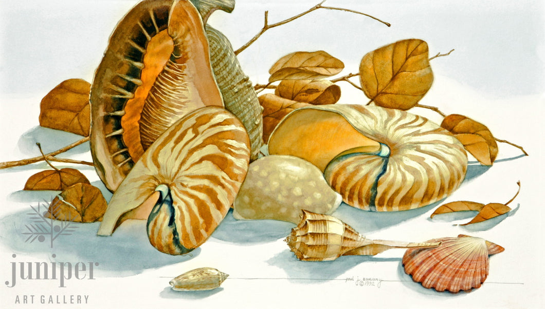 Shell Composition, reproduction from watercolor by Paul J Sweany