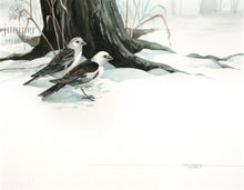 Snow Buntings (reproduction from original watercolor by Paul J Sweany)