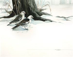 Snow Buntings, giclee reproduction from original watercolor by Paul J Sweany 