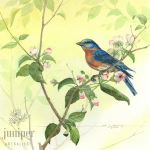 Springtime Bluebird (reproduction from original watercolor by Paul J Sweany)