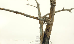 Sycamore Study (reproduction from original watercolor by Paul J Sweany)