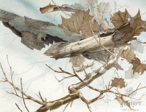 Sycamore Emerging, reproduction from watercolor by Paul J Sweany