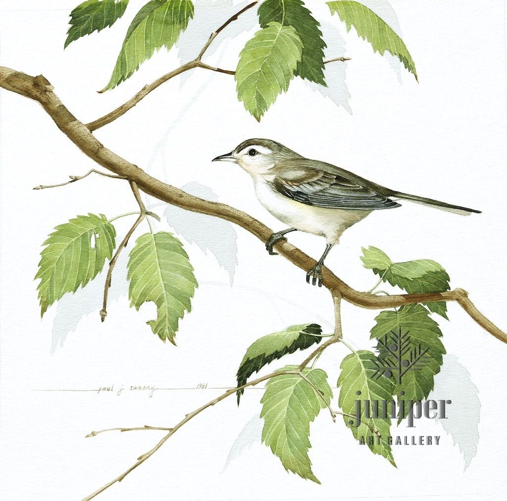 Warbling Vireo, reproduction from original watercolor  by Paul J Sweany
