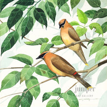 Cedar Waxwing Pair (reproduction from original watercolor by Paul J Sweany)