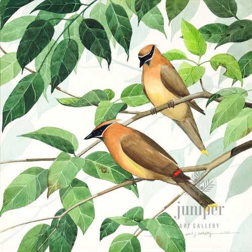 Cedar Waxwing Pair, original watercolor by Paul J Sweany