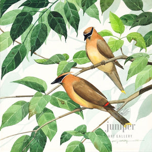 Cedar Waxwing Pair, giclee reproduction from original watercolor by Paul J Sweany