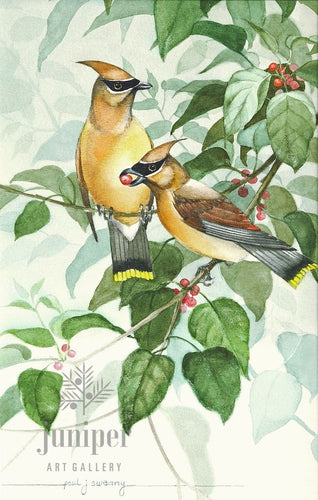 Cedar Waxwing Pair w/ Dogwood Berries (reproduction from watercolor by Paul J Sweany)