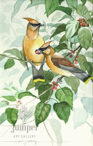 Cedar Waxwing Pair w/ Dogwood Berries (reproduction from watercolor by Paul J Sweany)