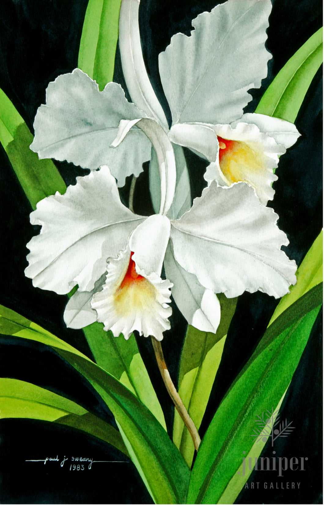 White Cattleyas, reproduction from original watercolor by Paul J Sweany