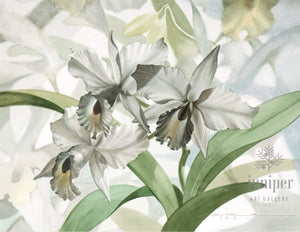 White Cattleyas (on white) reproduction from watercolor by Paul J Sweany