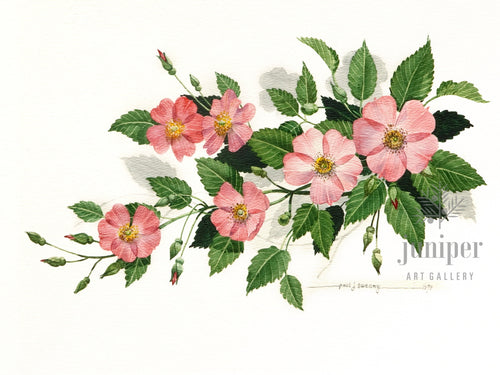 Wild Rose, Pink (reproduction from original watercolor by Paul J Sweany)