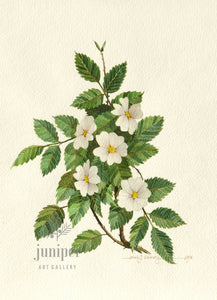 Wild Rose, White (reproduction from original watercolor by Paul J Sweany)