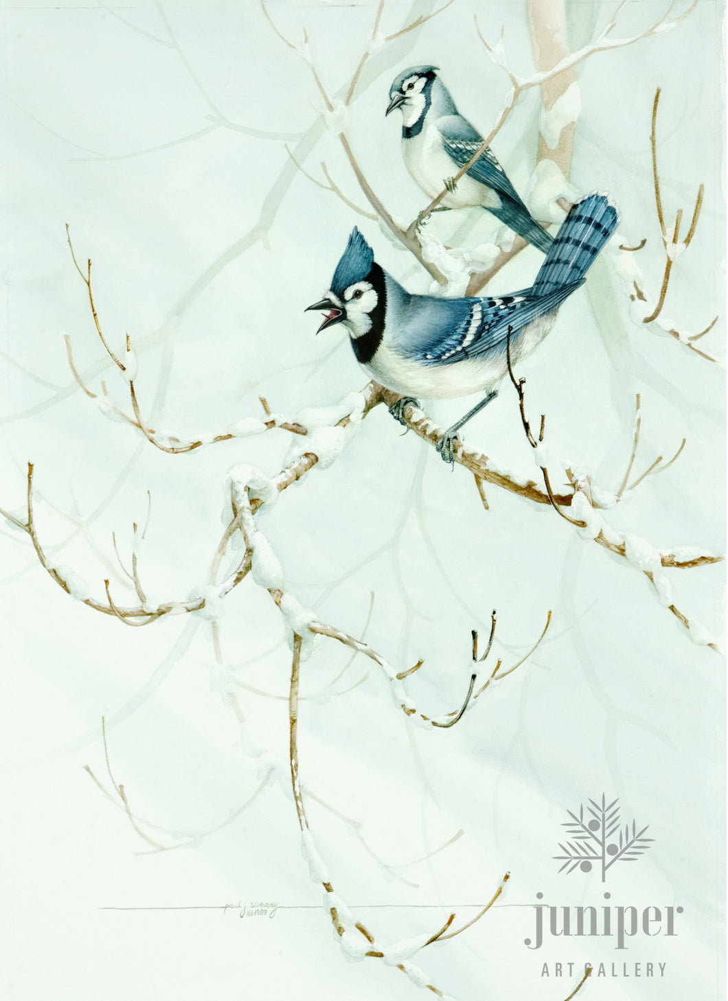 Winter Jays, giclee reproduction from original watercolor (1989) by Paul J Sweany
