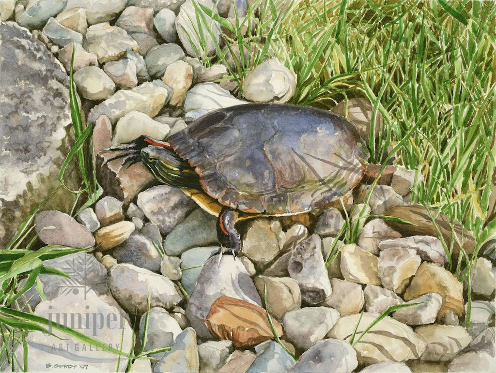 (Framed Reproduction) Painted Turtle by Brian Gordy