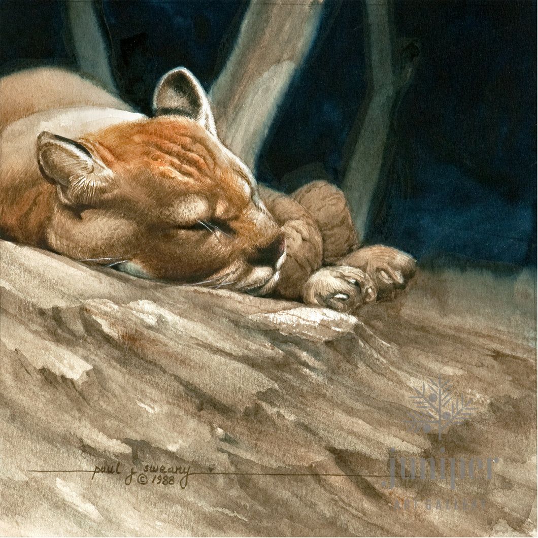 Sleeping Cougar, reproduction from an original watercolor by Paul J Sweany