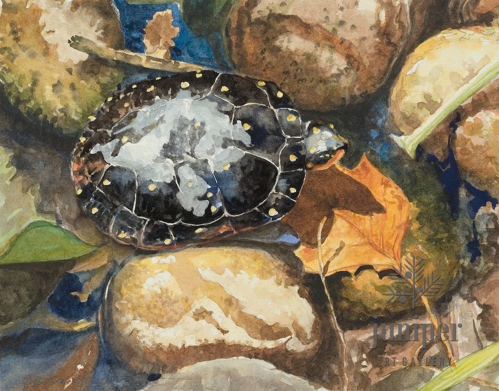 (Framed Reproduction) Spotted Turtle, by Brian Gordy