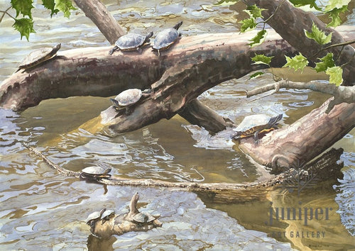 (Framed Reproduction) Turtle Overlook, reproduction by Brian Gordy